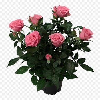 Garden Roses, Cabbage Rose, Floribunda, Flower, Rose PNG