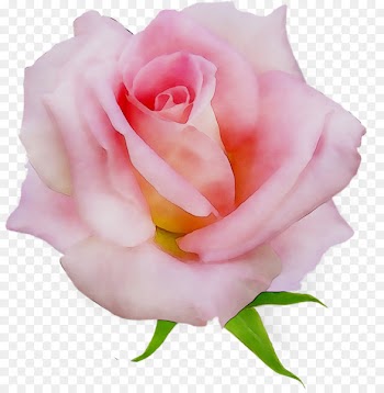 Garden Roses, Cabbage Rose, Floribunda, Flower, Rose PNG