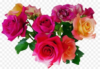 Garden Roses, Cabbage Rose, Floribunda, Flower, Rose PNG