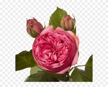 Garden Roses Cabbage Rose Floribunda French Rose Memorial - Garden Roses