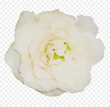 Garden roses Cabbage rose Floribunda Gardenia Cut flowers -  