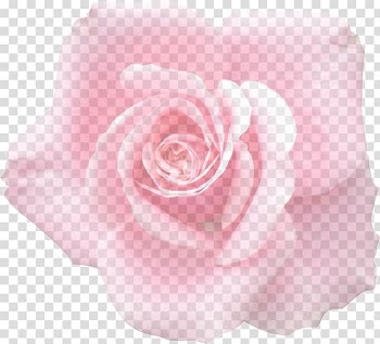 Garden roses Cabbage rose Floribunda Graphics , flower transparent background PNG clipart