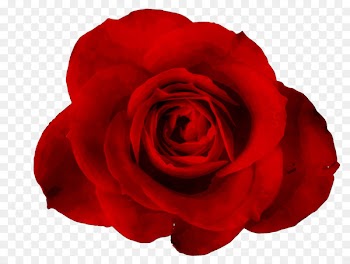 Garden roses Cabbage rose Floribunda Love Notes Book -  