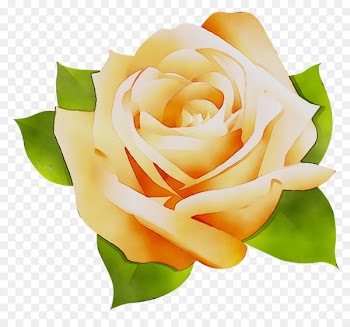 Garden roses Cabbage rose Floribunda Microsoft Office Cut flowers -  