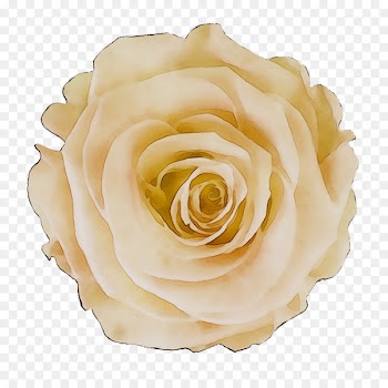 Garden roses Cabbage rose Floribunda Petal -  