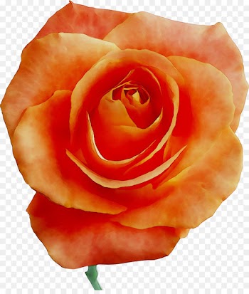 Garden roses Cabbage rose Floribunda Petal -  