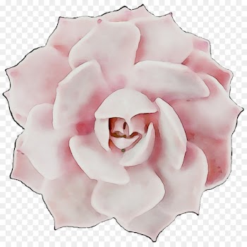 Garden roses Cabbage rose Floribunda Petal Cut flowers -  