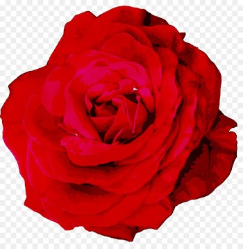 Garden roses Cabbage rose Floribunda Petal Cut flowers -  