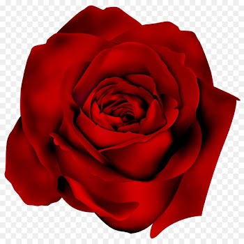 Garden roses Cabbage rose Floribunda Petal Cut flowers -  