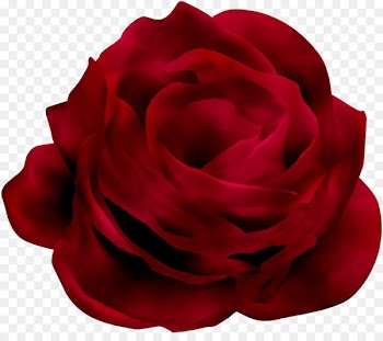 Garden roses Cabbage rose Floribunda Petal Cut flowers -  