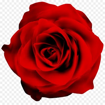 Garden roses Cabbage rose Floribunda Petal Cut flowers -  