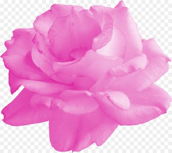 Garden Roses, Cabbage Rose, Floribunda, Petal, Pink PNG
