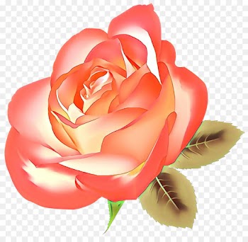 Garden Roses, Cabbage Rose, Floribunda, Petal PNG