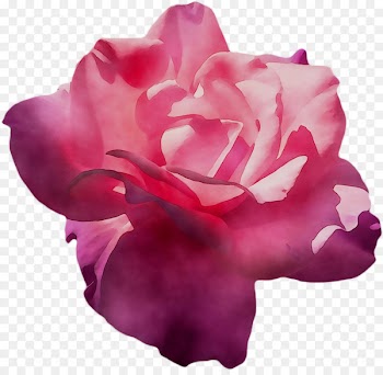 Garden Roses, Cabbage Rose, Floribunda, Pink, Petal PNG