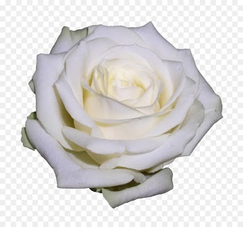 Garden roses Cabbage rose Floribunda Portable Network Graphics Image - gulou sign 