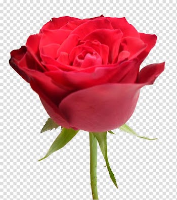 Garden roses Cabbage rose Floribunda Red , rosas vermelhas transparent background PNG clipart