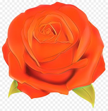 Garden Roses, Cabbage Rose, Floribunda, Rose PNG