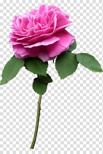 Garden roses Cabbage rose Flower Floribunda Plant stem, flower transparent background PNG clipart