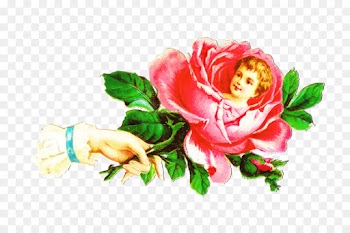 Garden Roses, Cabbage Rose, Flower, Pink PNG
