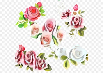 Garden Roses, Cabbage Rose, Flower, Pink PNG