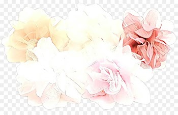 Garden Roses, Cabbage Rose, Flower, Pink, White PNG