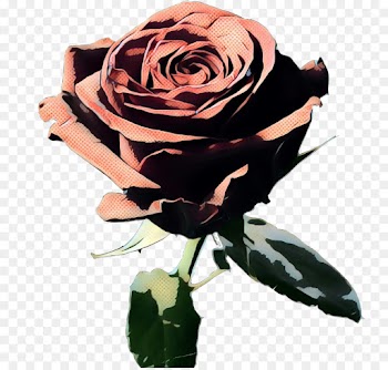 Garden Roses, Cabbage Rose, Flower, Rose PNG