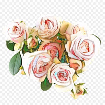 Garden Roses, Cabbage Rose, Flower, Rose, White PNG
