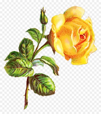 Garden Roses, Cabbage Rose, Flower, Yellow PNG