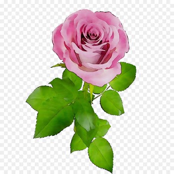 Garden roses Cabbage rose French rose Floribunda Cut flowers -  