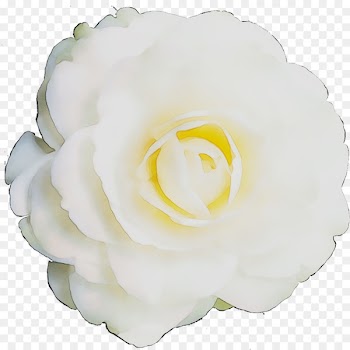 Garden roses Cabbage rose Gardenia Petal Cut flowers -  