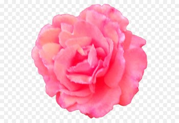 Garden roses Cabbage rose Japanese camellia Cut flowers Peony - camellia sign 