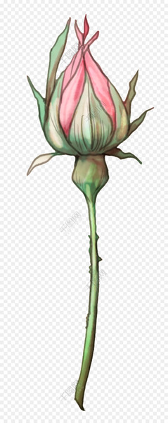Garden Roses, Cabbage Rose, Leaf, Flower, Plant PNG