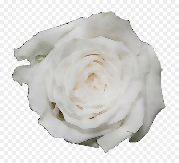 Garden roses Cabbage rose Petal Cut flowers -  