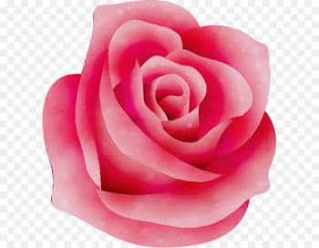 Garden Roses, Cabbage Rose, Philippines, Rose PNG