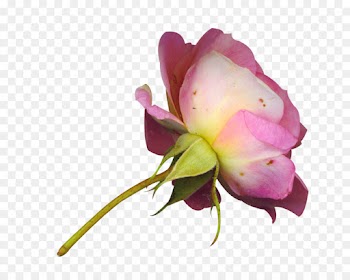Garden Roses, Cabbage Rose, Pink, Flower, Flowering Plant PNG