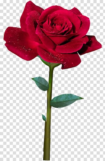 Garden roses Cabbage rose Red Flower, Rose Patterns transparent background PNG clipart