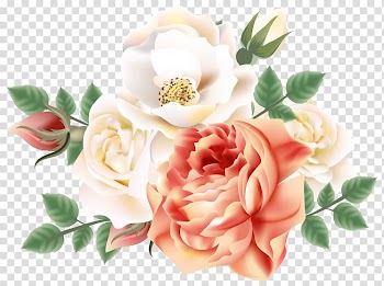 Garden roses Cabbage rose Still Life: Pink Roses , flower transparent background PNG clipart