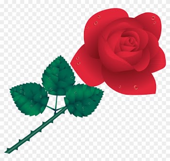 Garden Roses Cdr - Garden Roses Cdr