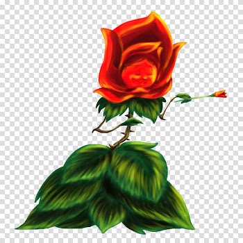Garden roses Centifolia roses Alice's Adventures in Wonderland All in the golden afternoon..., others transparent background PNG clipart