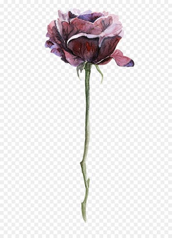 Garden roses Centifolia roses Beach rose - Dark Rose 