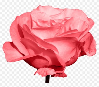 Garden Roses Centifolia Roses Beach Rose Download - Rose