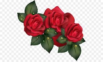 Garden roses Centifolia roses Beach rose Floribunda - Vector red rose 
