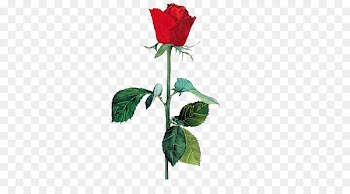 Garden roses Centifolia roses Beach rose Flower - Hand-painted red roses 