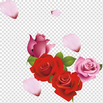 Garden roses Centifolia roses Beach rose Flower, Sea Rose Creative transparent background PNG clipart