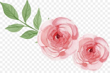 Garden roses Centifolia roses Beach rose Logo - Painted Rose Vector 