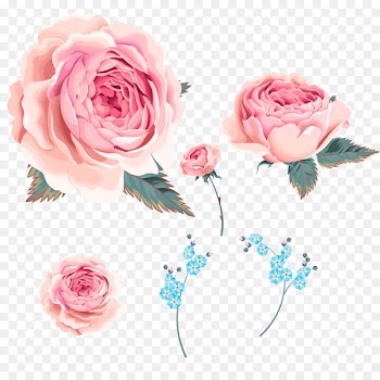 Garden roses Centifolia roses Beach rose Orchids - Wind Rose,Small orchid 