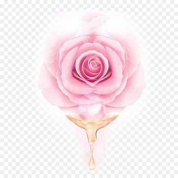 Garden roses Centifolia roses Beach rose Pink Essential oil - Pink rose essential oil 