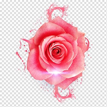 Garden roses Centifolia roses Beach rose Pink Flower, Rose material transparent background PNG clipart