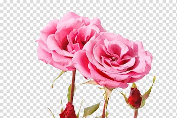 Garden roses Centifolia roses Beach rose Pink Petal, Beautiful pink rose transparent background PNG clipart