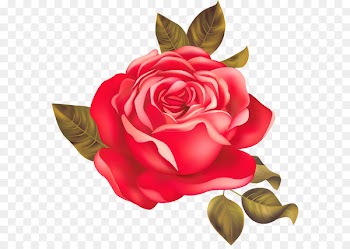 Garden roses Centifolia roses Beach rose Red - Beautiful red roses 
